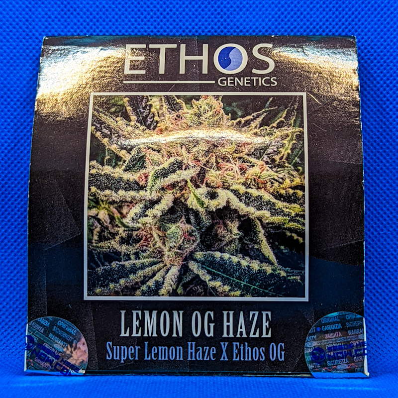 Lot 296 Ethos Lemon OG Haze (Super Lemon Haze x Ethos OG) [Fem] [6pk