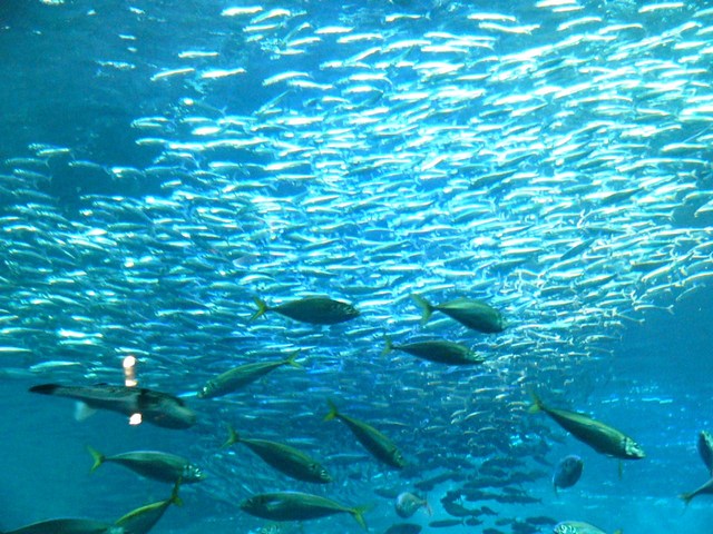 新江ノ島水族館(えのすい)相模湾大水槽 [江の島] [水族館] 写真・地図・ストリートビュー・住所・電話番号・営業時間・定休日【新江ノ島