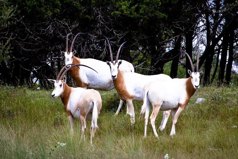 Camera Safari Tours at Shonto Ranch in the Texas Hill Country