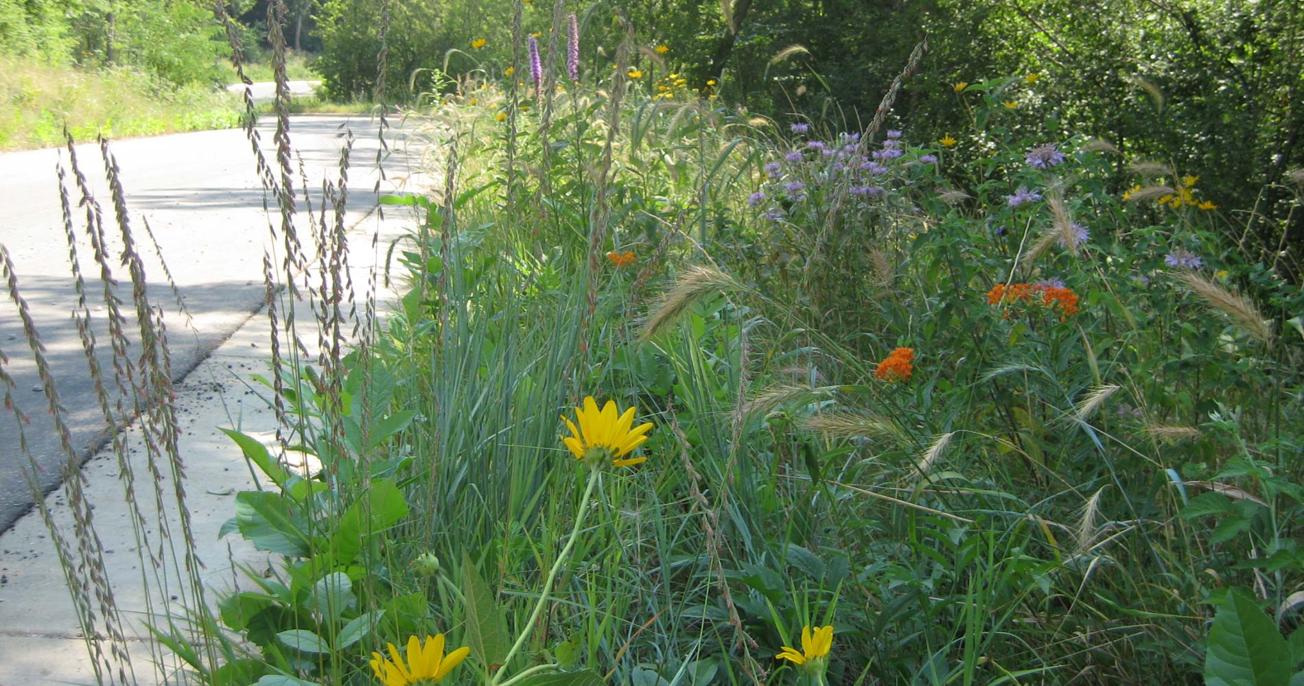 Quality Native Seed Custom Seed Mixes Local Ecotype Midwest