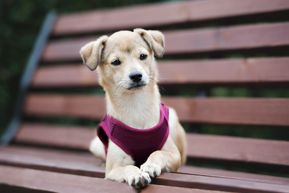 Is a Collar or Harness Best for a Puppy? shopping notebook