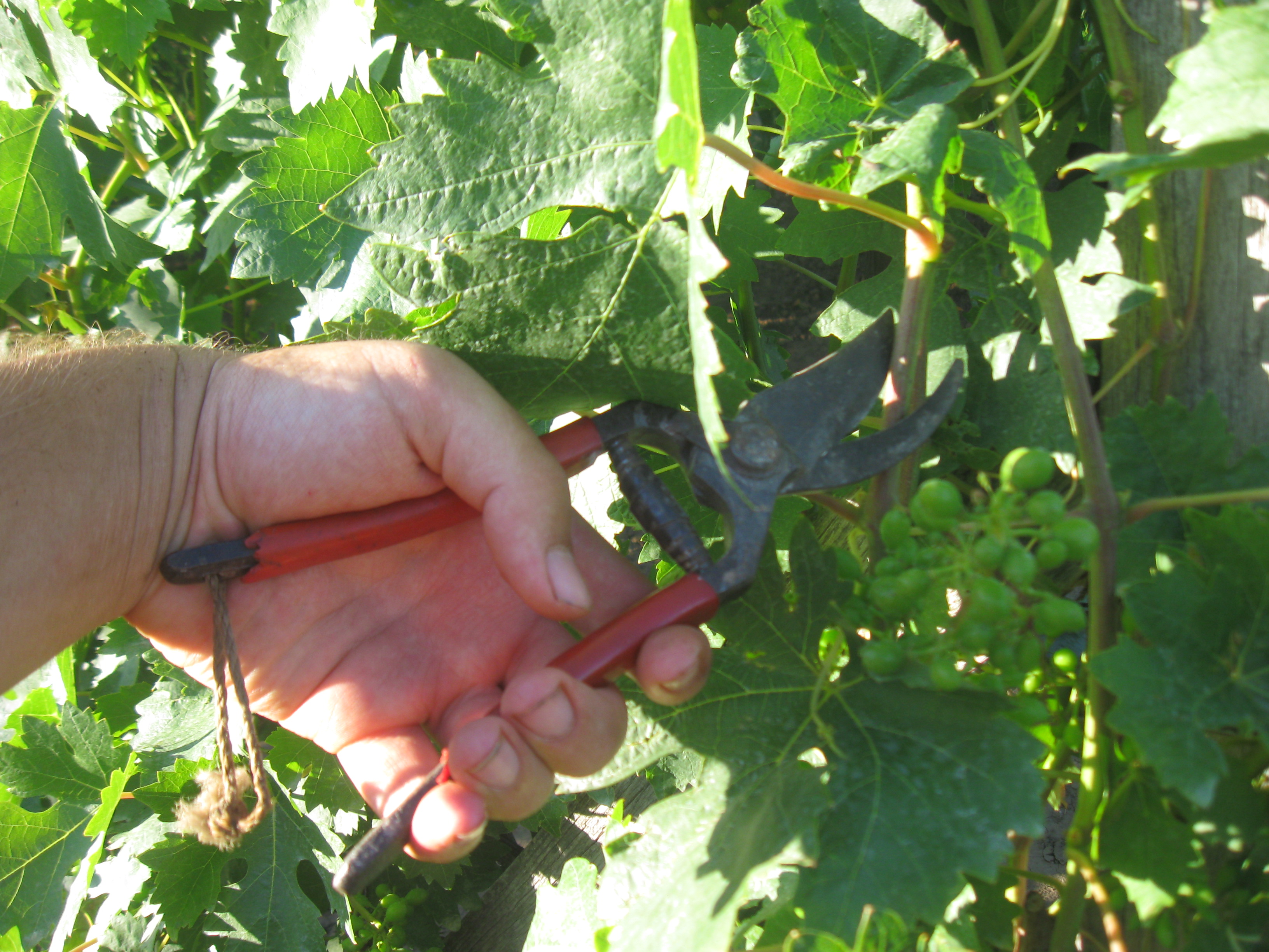 Fall Pruning Tips and Information Landscaping Services