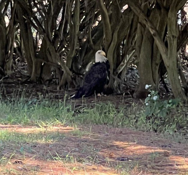 North Carolina man pleads guilty to killing bald eagle