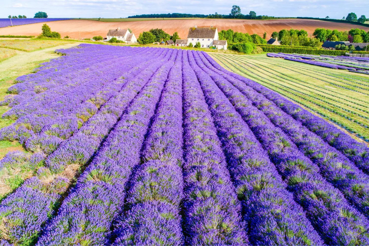 Cotswold Lavender Short Let Space