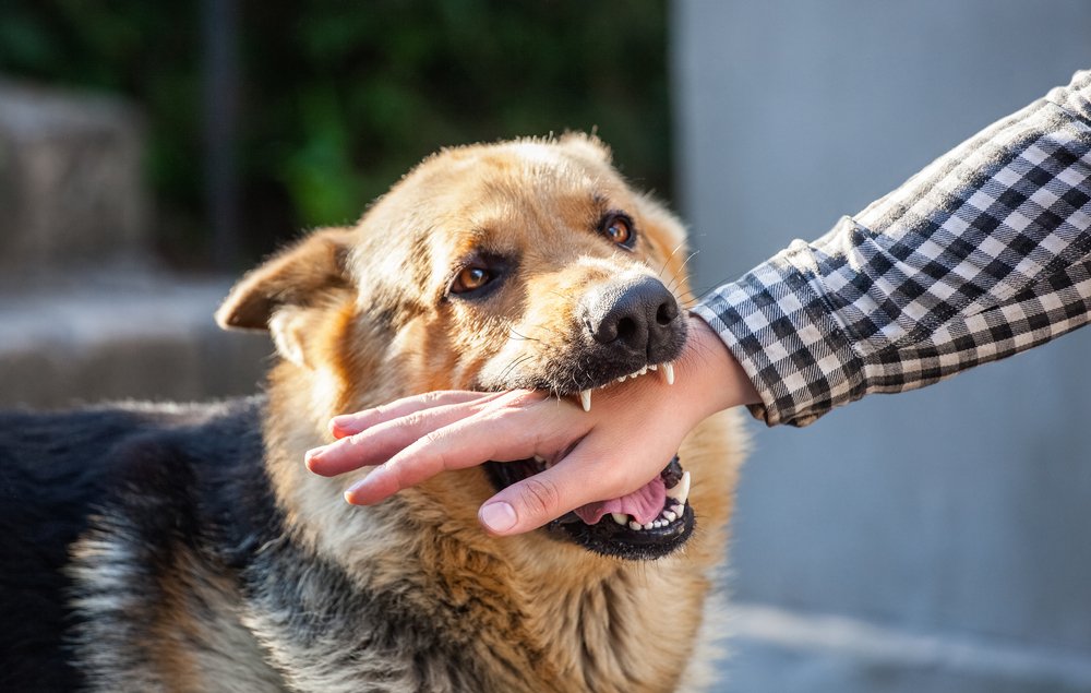 Dog Bite Lawsuit Payout How much is a case worth? Shouse Law Group