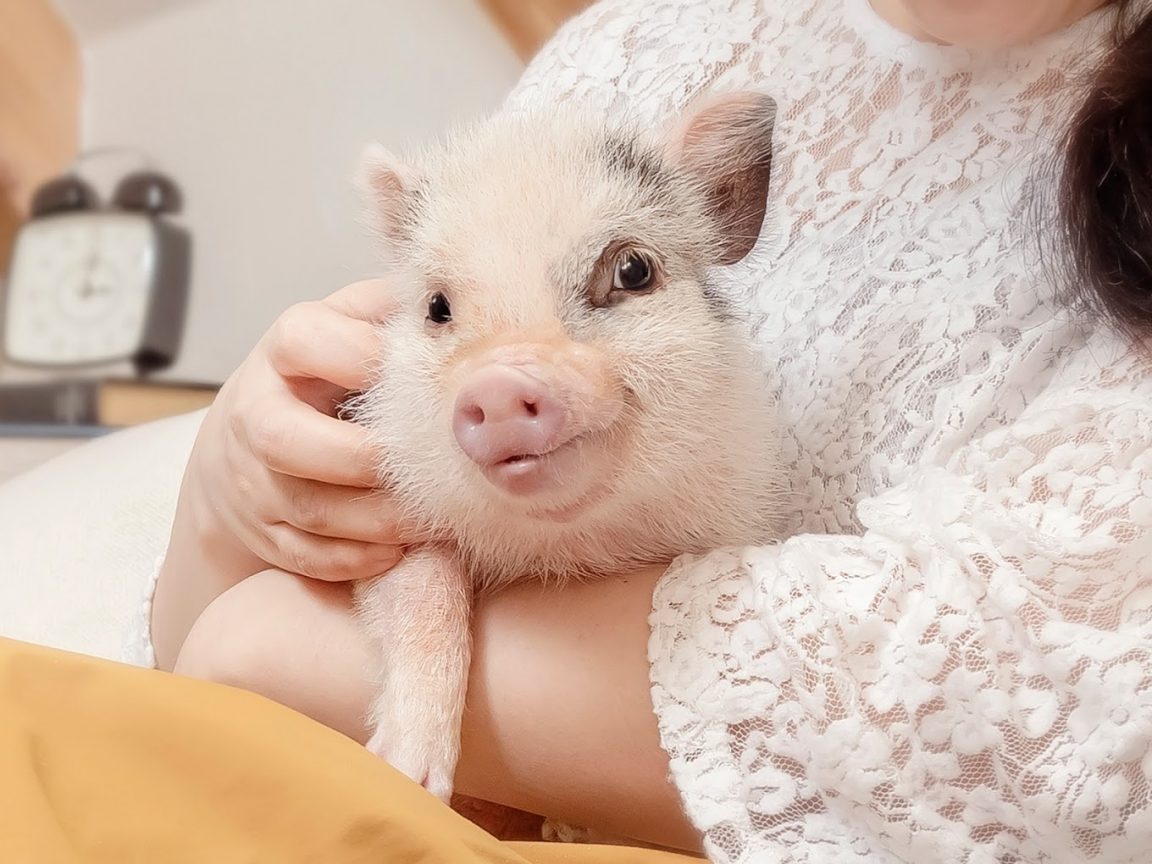 MEET TINY MICROSIZED PIGS AT THIS MINI PIG CAFÉ IN JAPAN! Shout