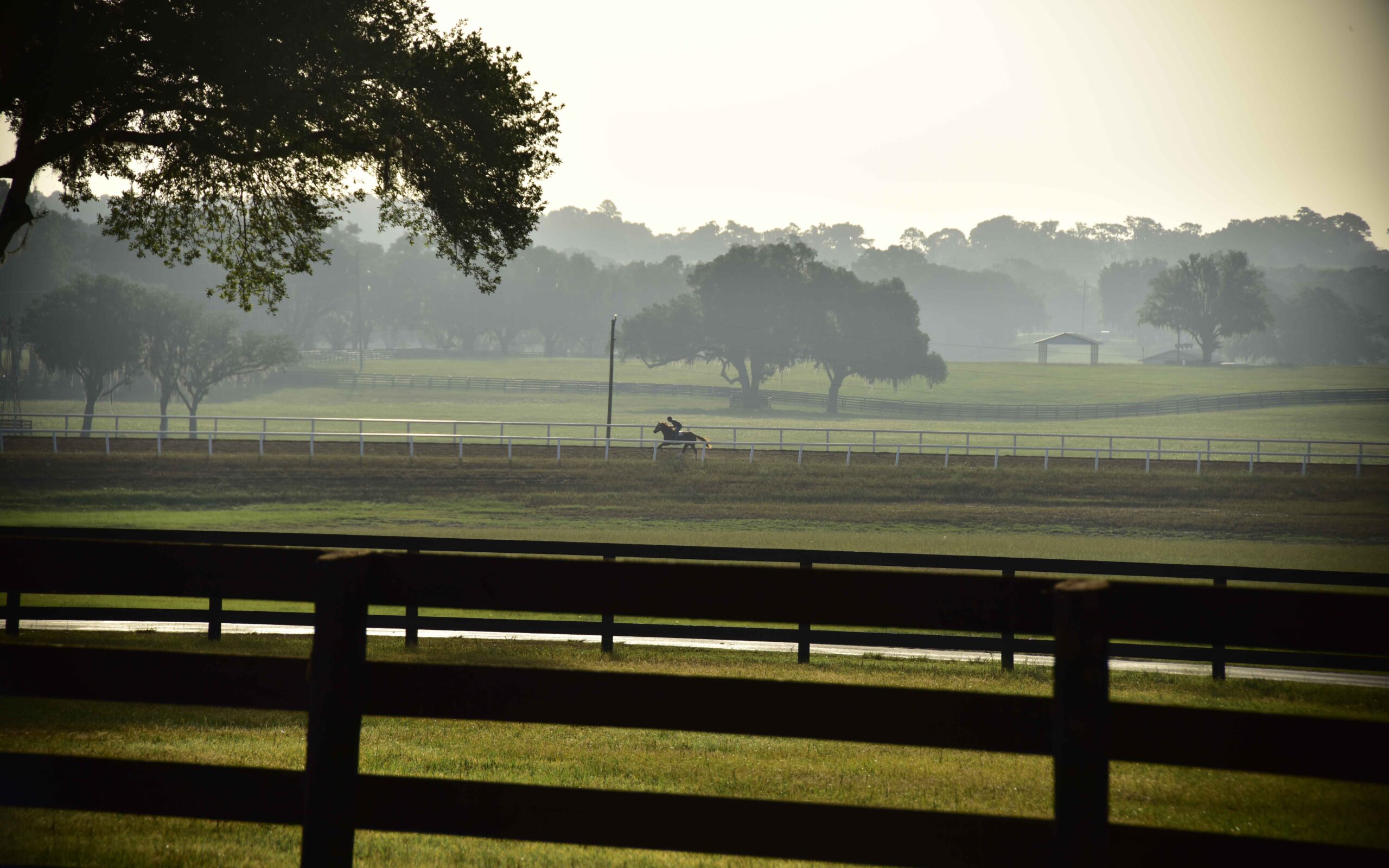 Iconic Horse Farms Bridlewood Farm Showcase Ocala