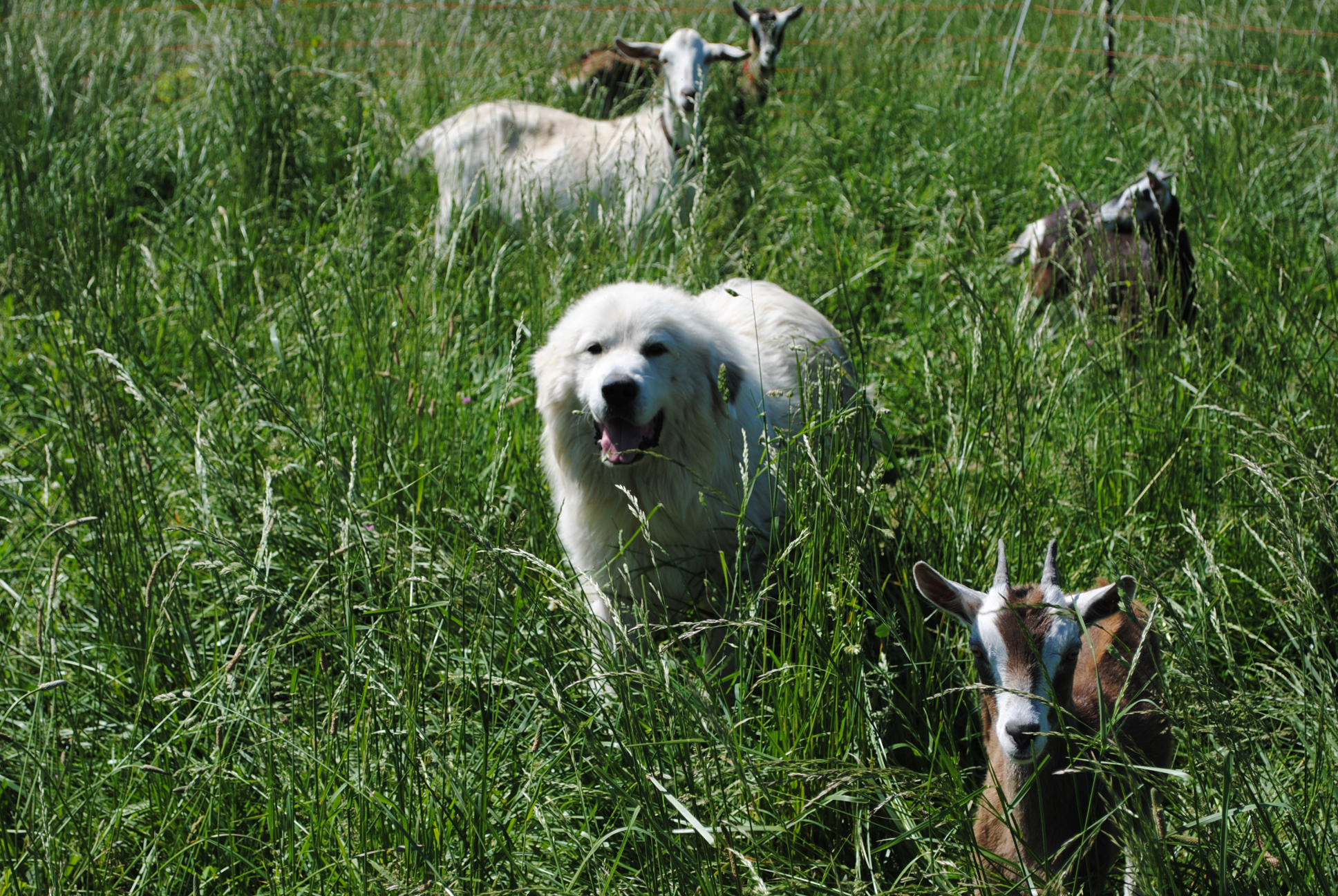 Show Me Kennel/ Border Collies/ Winona, Mo 65588