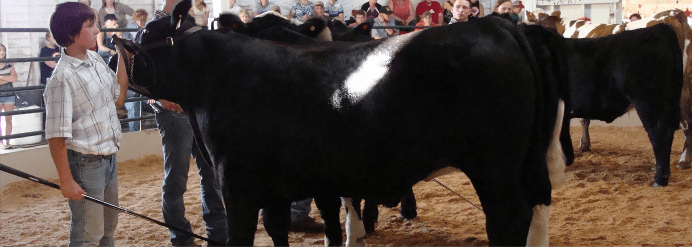 Showring Master Colby Community College Livestock Show