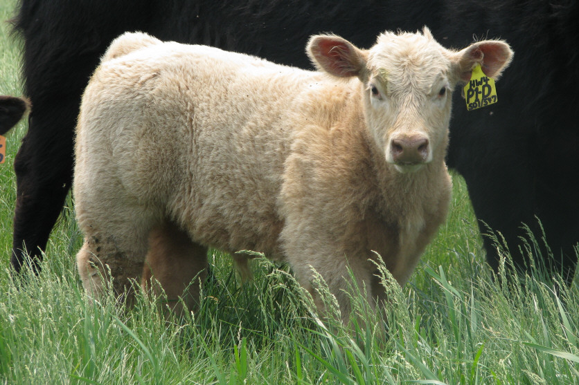 Wessington Springs Club Calf Sales