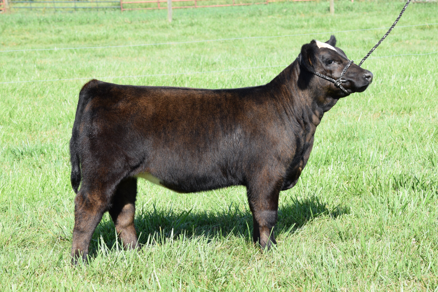 Wolfe Farms Show Cattle