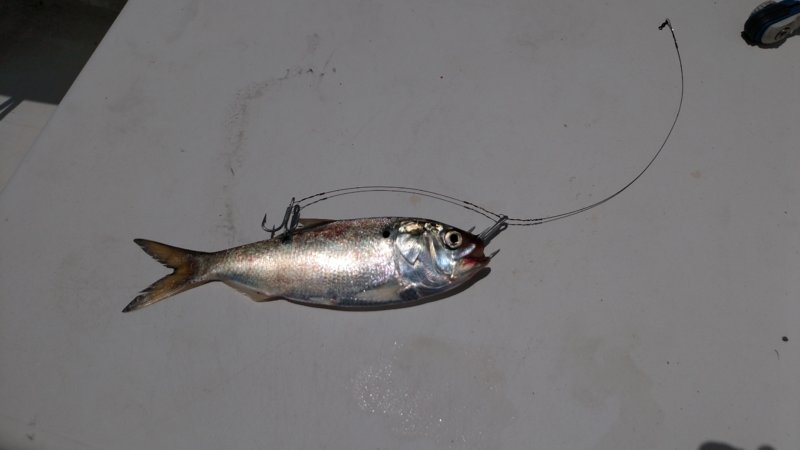 Stinger Rig Setup For Kingfish | Shrimpnfishflorida™ Is Florida's Official Anglers Social Networking Community™