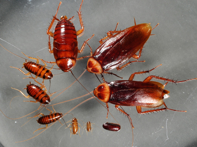 Brown Banded Cockroach Know Your Pest Shri Sai Pest Control