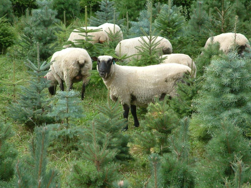 Grazing Shropshires in Trees Shropshire Sheep