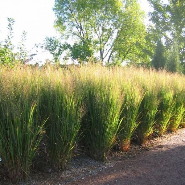 Northwind Switch Grass (Panicum virgatum 'Northwind') Hardy and