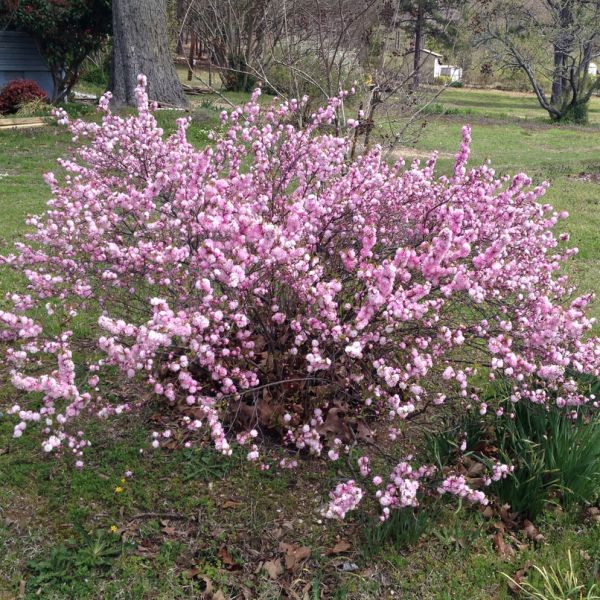 Pink Perfection Prunus Glandulosa 'Rosea Plea' The Stunning Pink