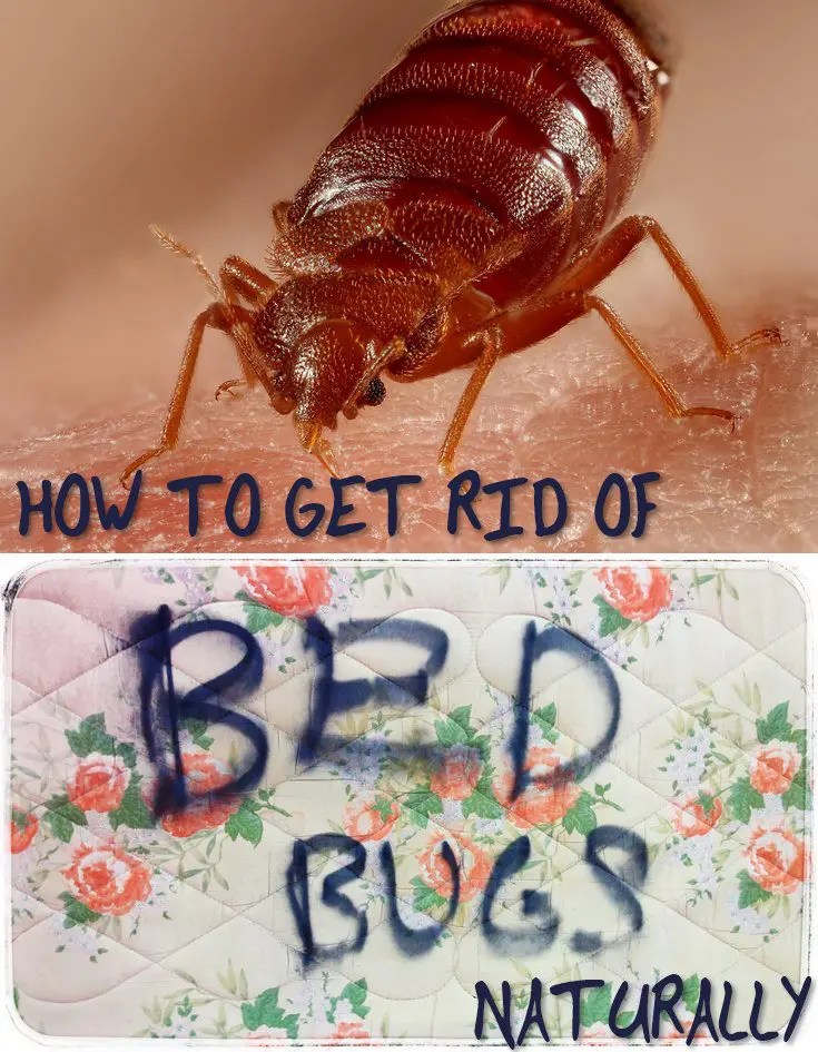 How To Get Rid of Bed Bugs Naturally SHTF Prepping & Homesteading Central