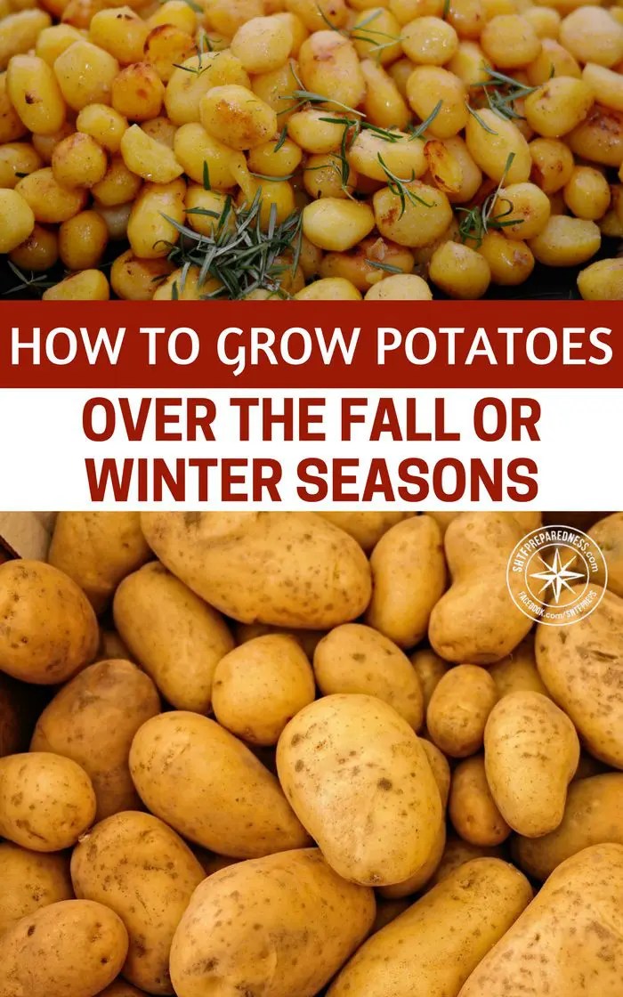 How To Grow Potatoes Over The Fall Or Winter Seasons