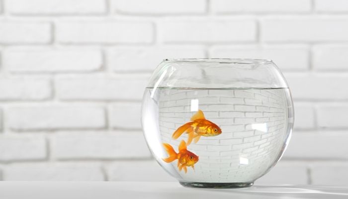 Do You Know the Dream Meaning of Fish? ShutEye