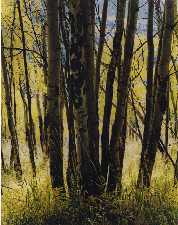 Eliot Porter In The Realm Of Nature A New Book With Images From A