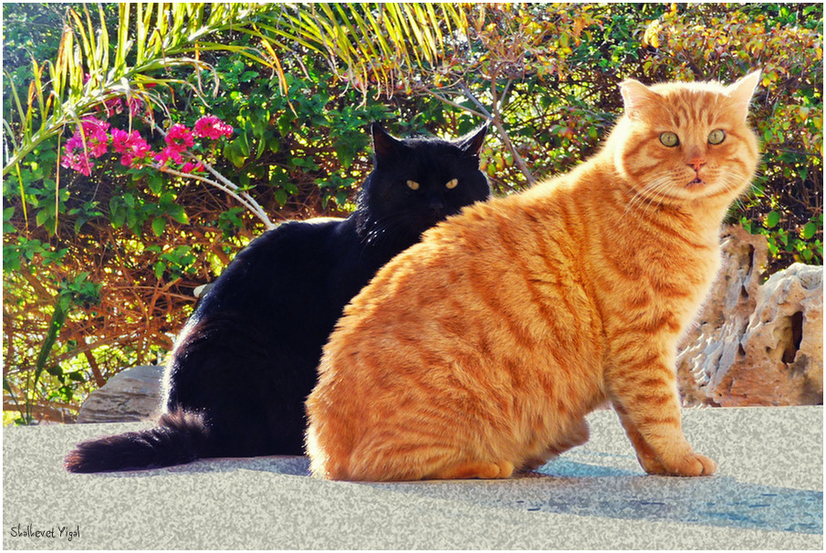 Ginger cat and black cat Shutterbug