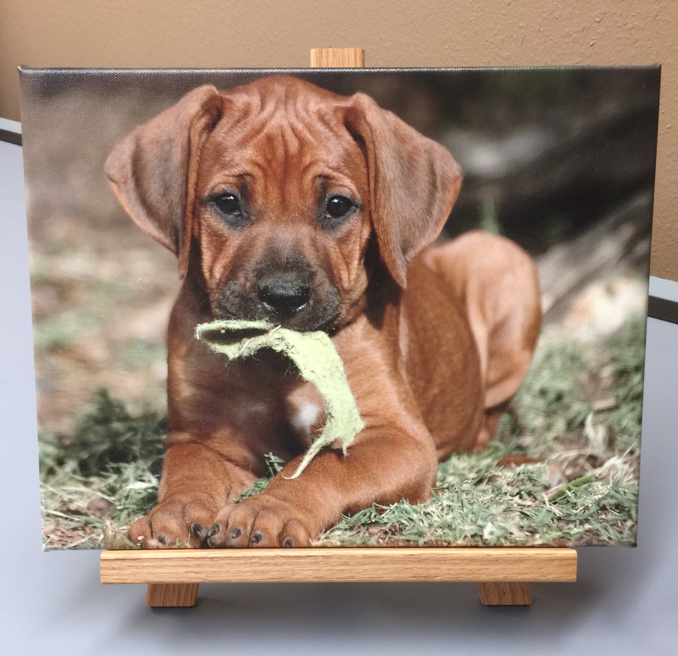 Shutterbug Printing EP sample dog