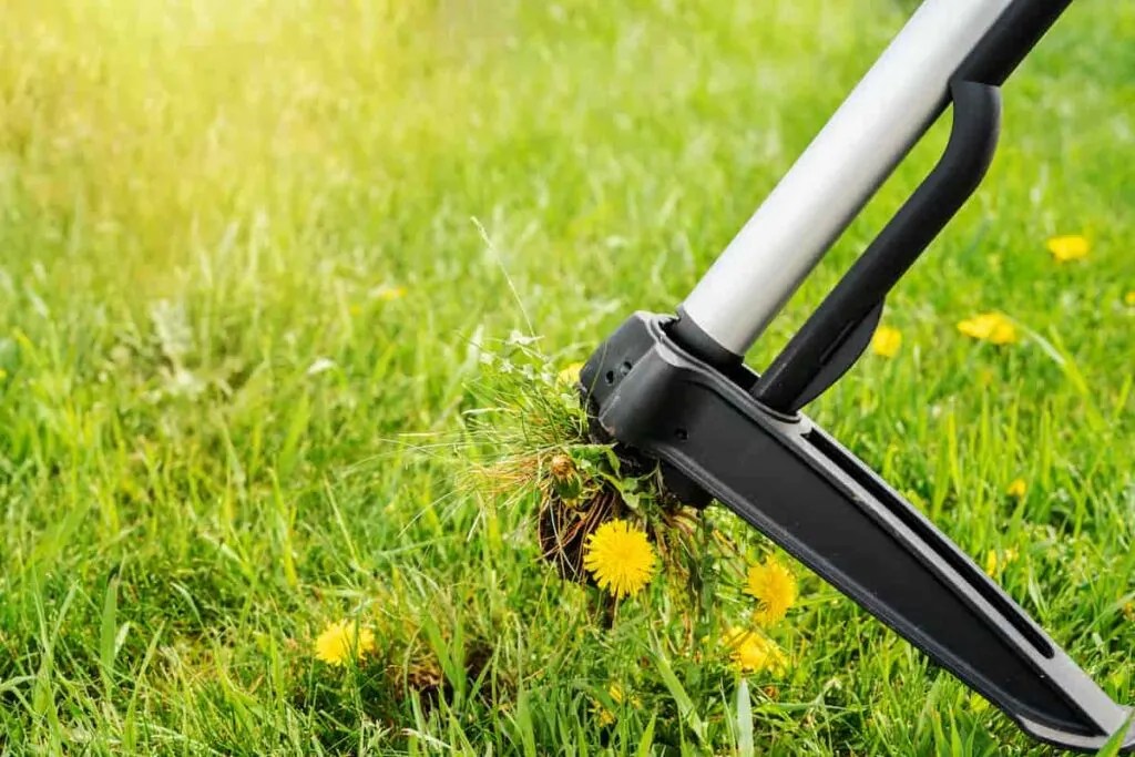 The Best Tool for Pulling Dandelions A Comprehensive Guide ShutterBulky