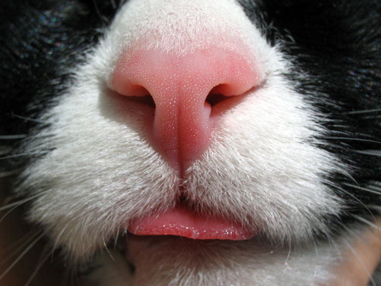 Who Nose 21 CloseUp Photos From Across the Animal Kingdom The