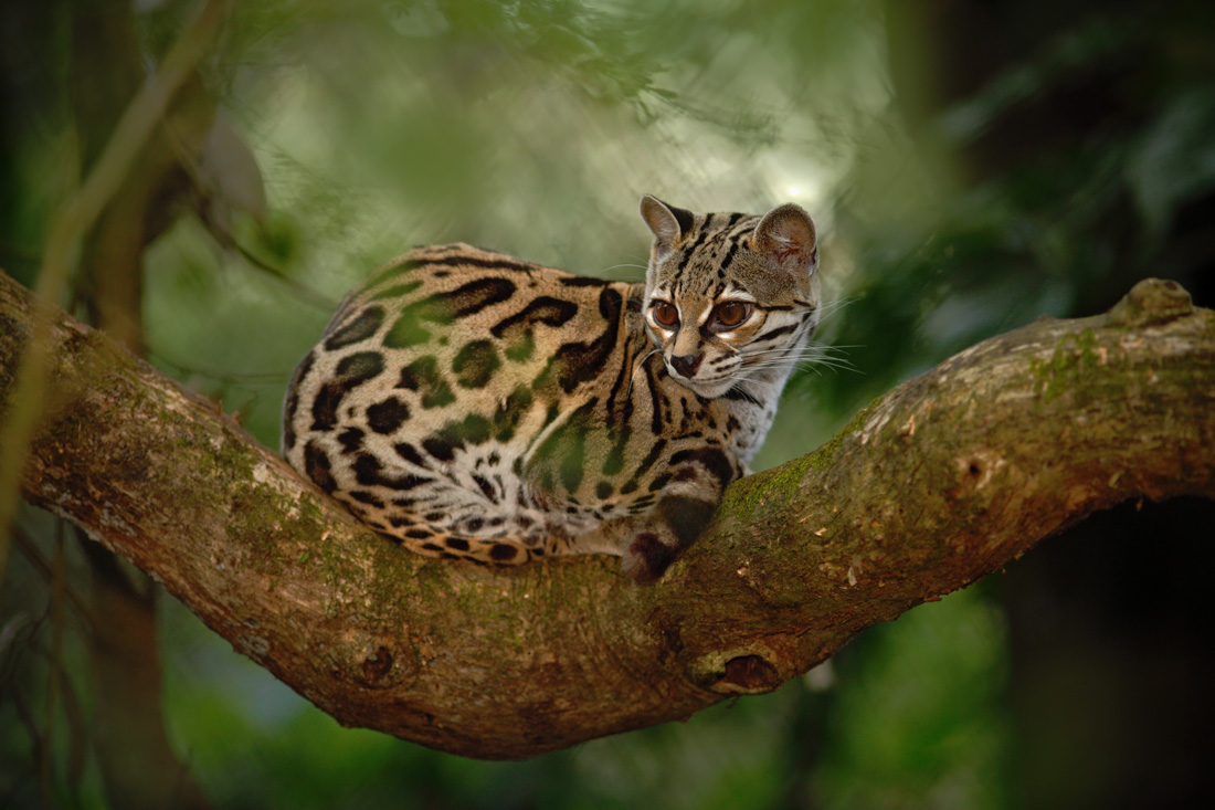 Margay cat sitting in a tree