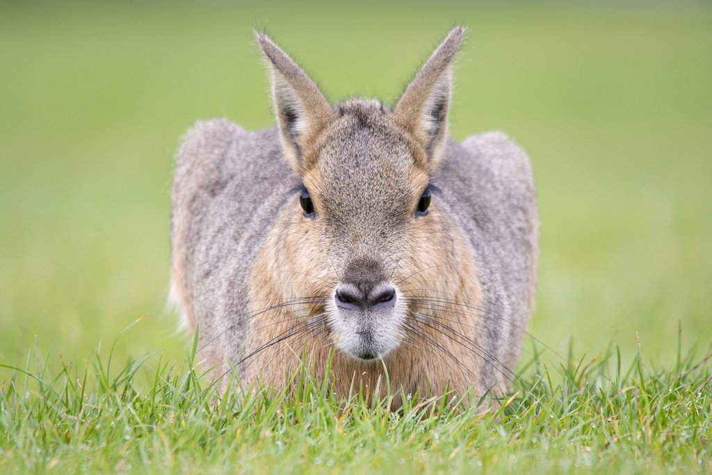 Mara sitting in a field