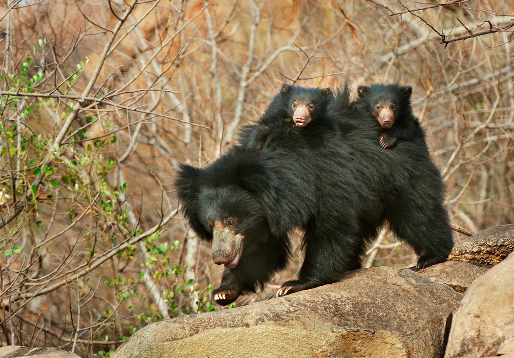 Sloth Bear with young ones on her back