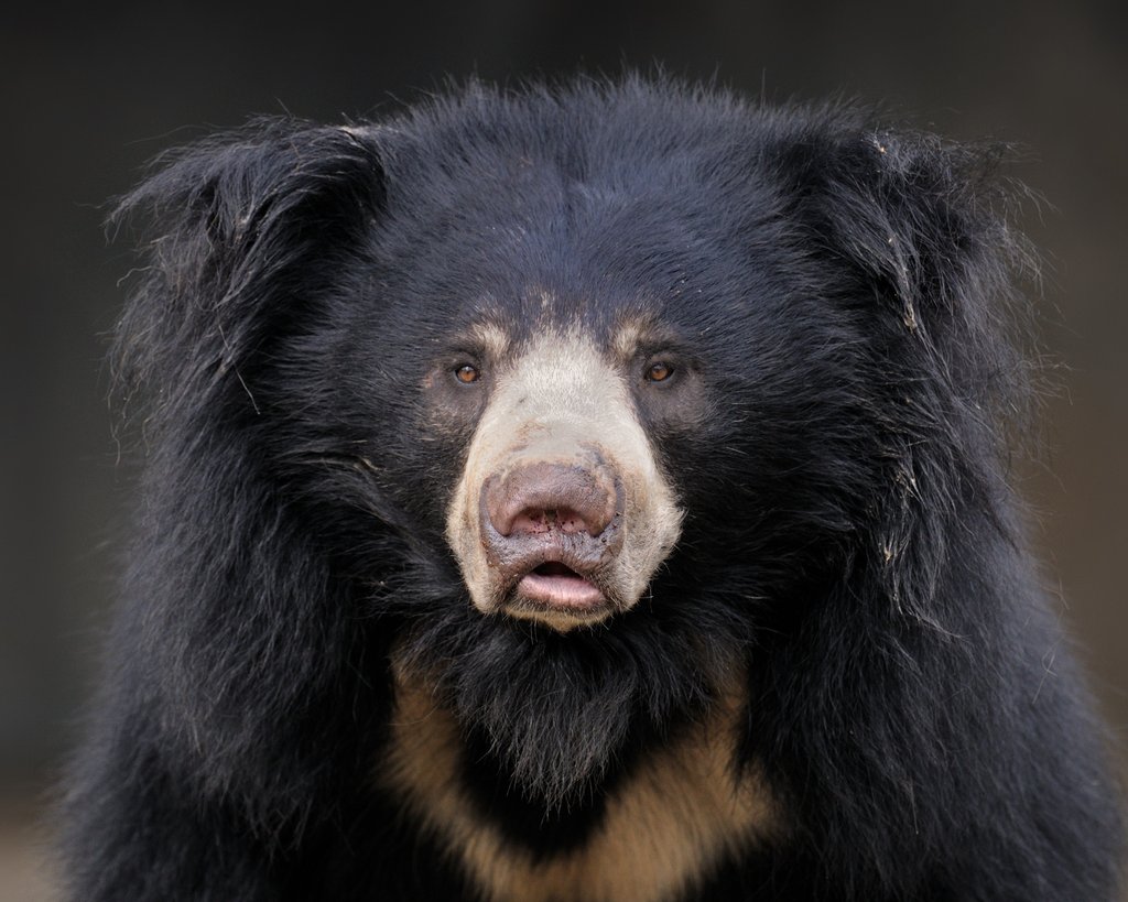 Sloth bear portrait
