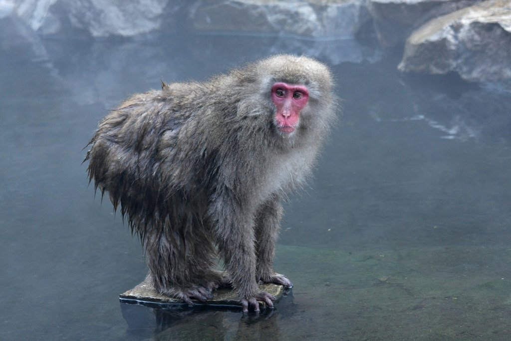 Snow Monkey standing on a rock