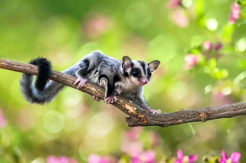 Sugar glider on a branch