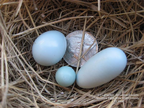 Sialis picture of the week Dwarf and Double Bluebird Eggs