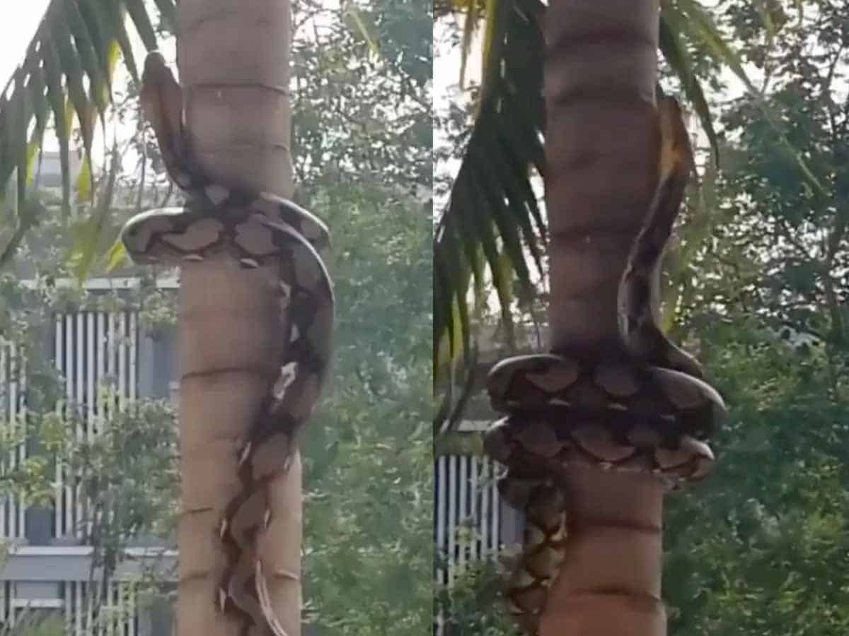 Python climbs tree using a unique way, video goes viral