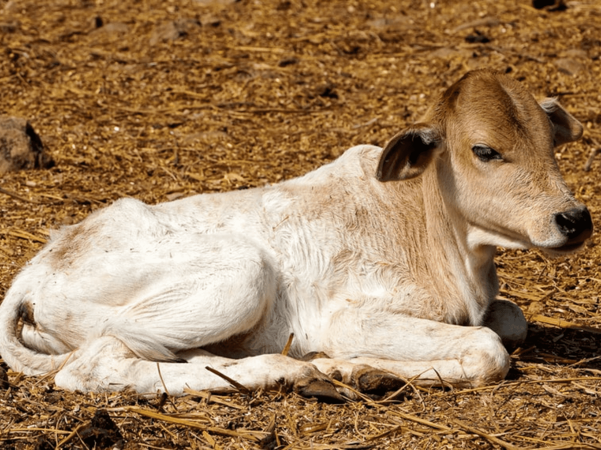 Telangana Panic in Asifabad's village after calf dies of rabies