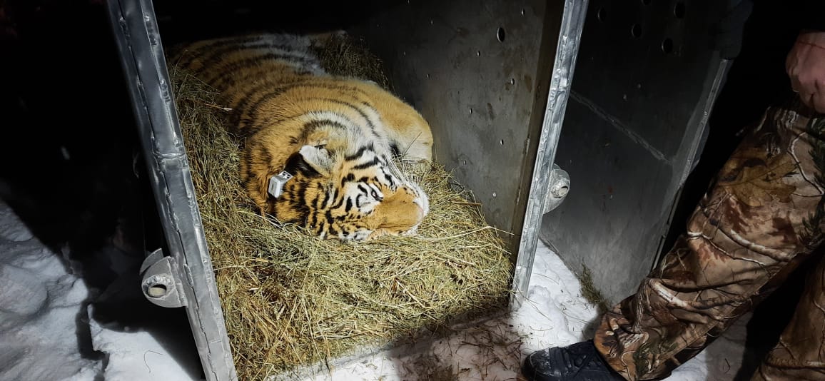 выпуск амурского тигра