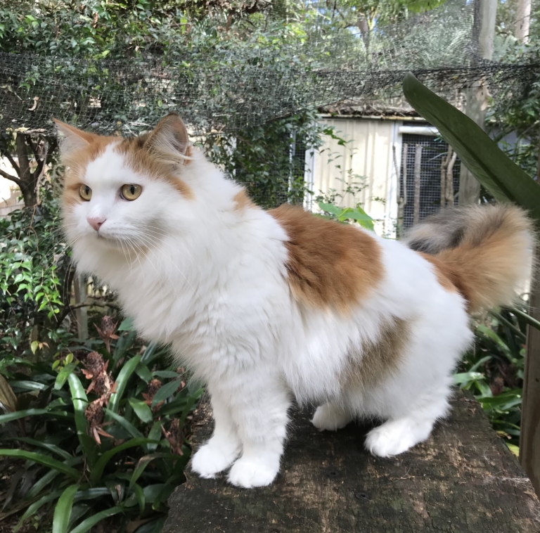 Cats for Adoption Siberian Cats