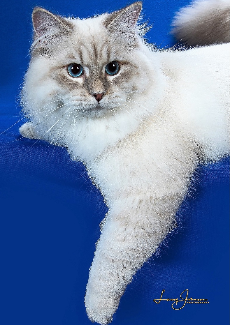 Siberian Cat Rescue Florida