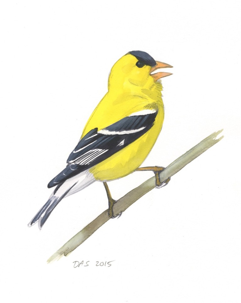 Original art American Goldfinch singing Sibley Guides