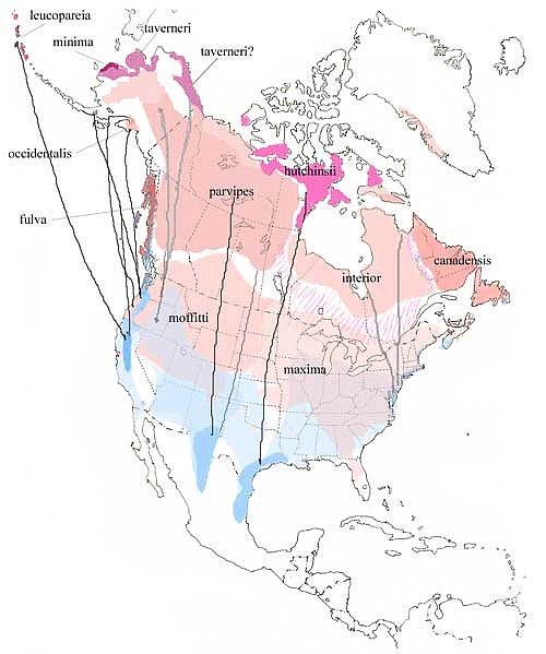 26 Canadian Goose Migration Map Map Online Source