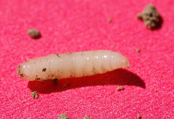 A tiny white maggot or larvae.. what might it be? Yahoo Answers