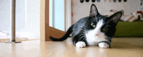 CATS THROWING UP TO DEADMAU5 Sick Chirpse