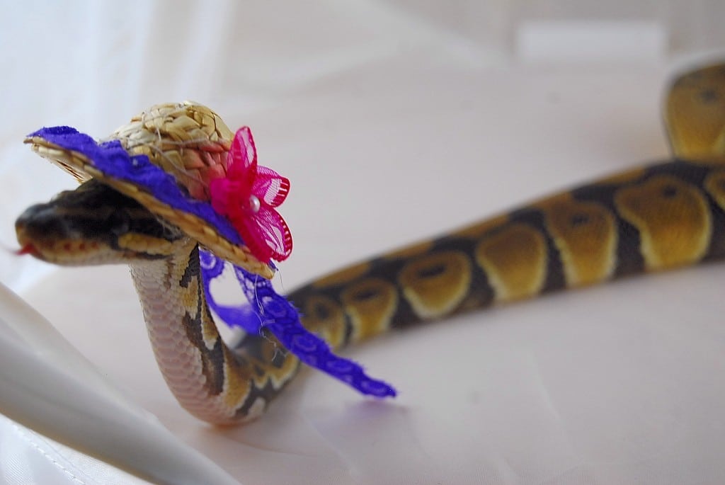 Snakes Wearing Hats