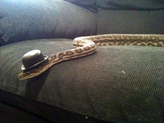 Snakes Wearing Hats Sick Chirpse