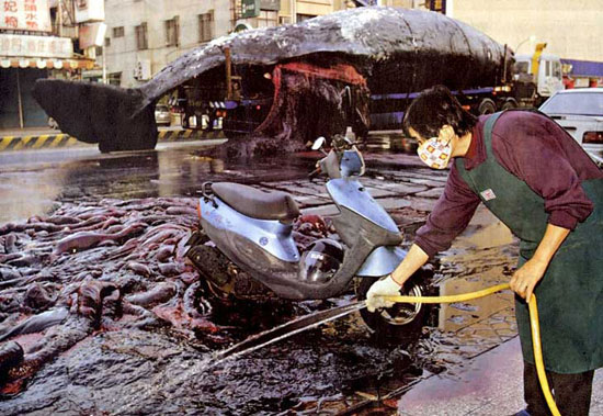 Dead Whale Driven Through Kent And Other Exploding Whale Tales Sick