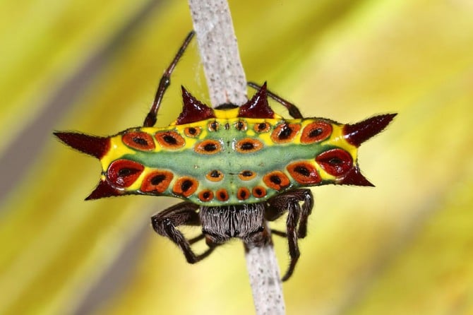 10 Utterly Bizarre Spider Species Page 6 Sick Chirpse