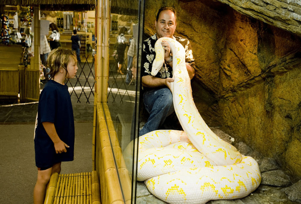 Moron Hangs Out In Cage With Three Giant Snakes; Acts
