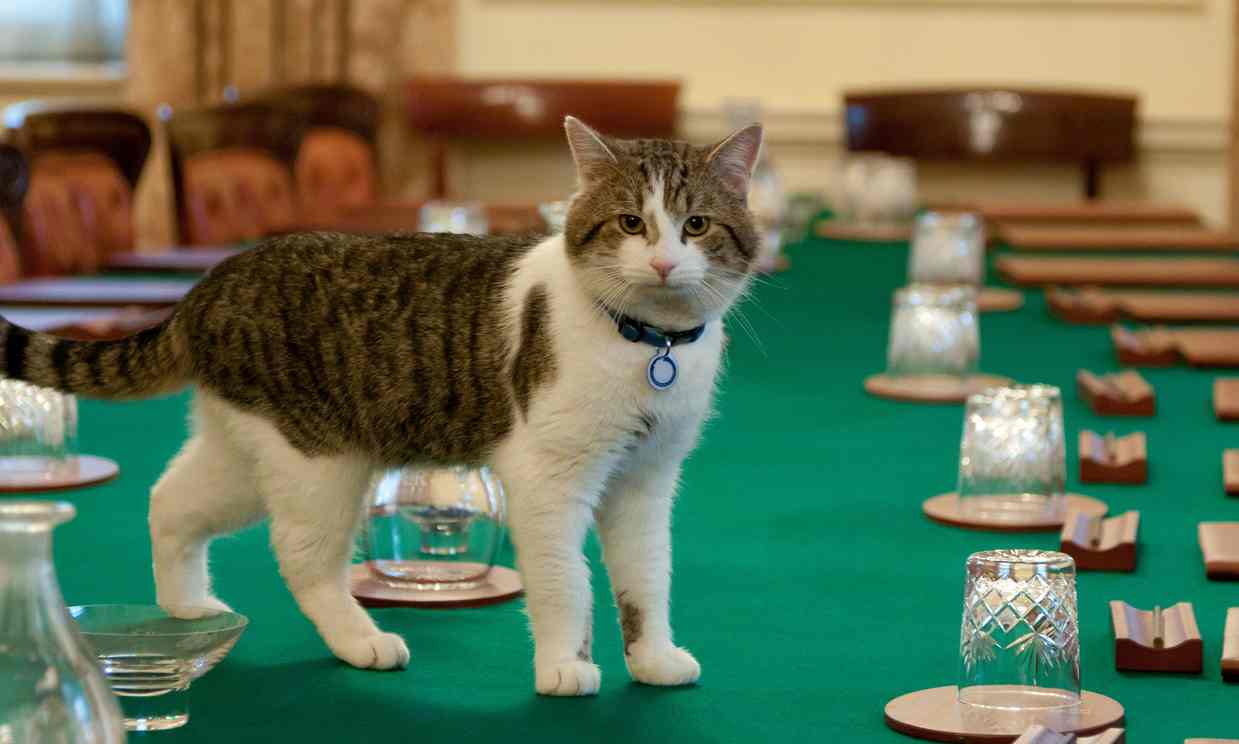 Larry The Cat Won’t Be Evicted From 10 Downing Street With